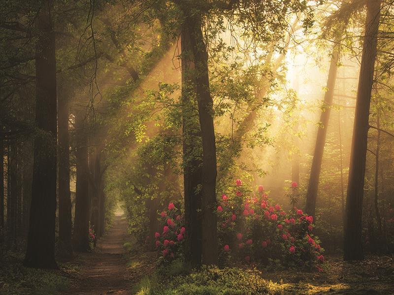 Fairytale Lane By Martin Podt Photography (Small) - Green