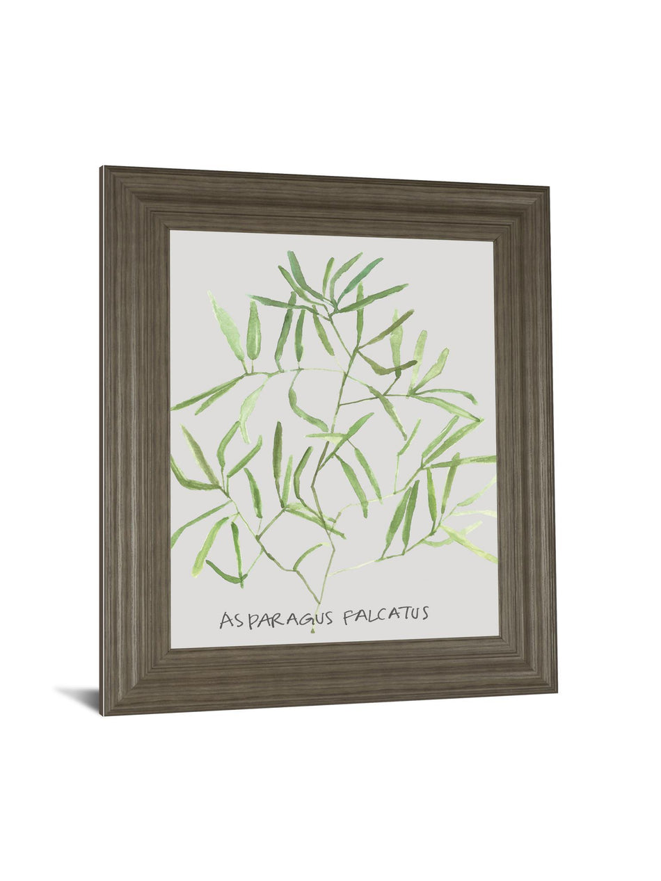 Asparogus Falcatus By Katrien Soeffers - Framed Print Wall Art - Green