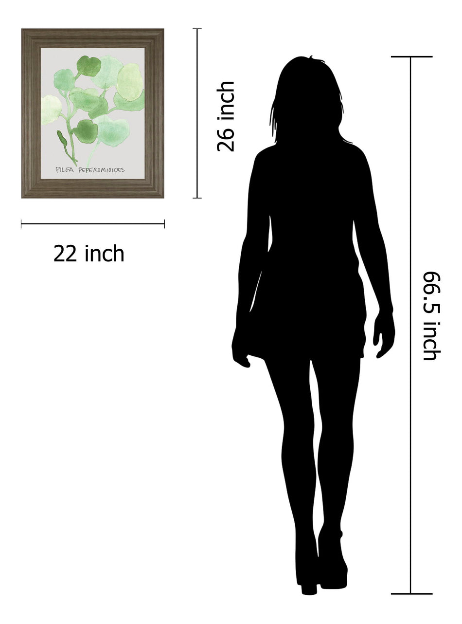 Pilea Peperomioides By Katrien Soeffers - Framed Print Wall Art - Green