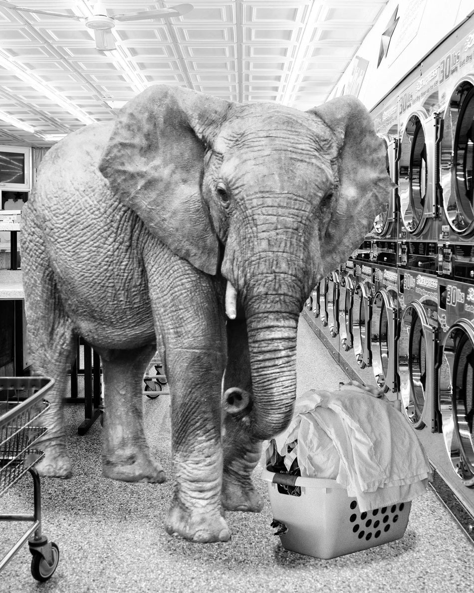 Safari Laundromat Elephant (Framed) - Gray