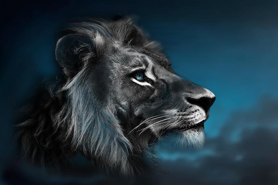 Portrait Of A Lion By Cad Design (Framed) - Blue