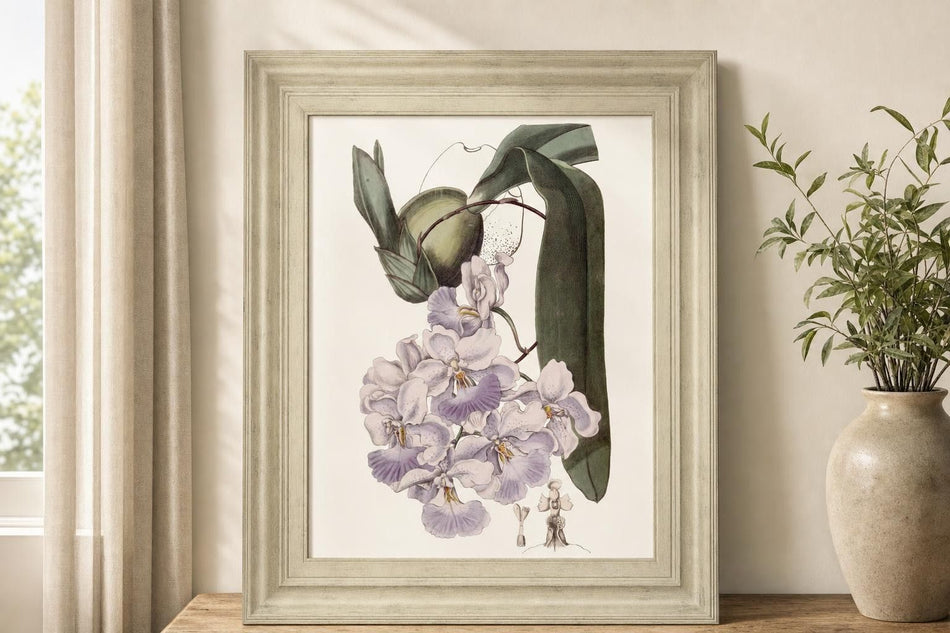 22x26 Lavender Beauties V By Edwards - Pink