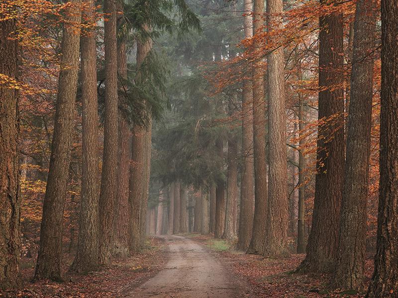 Autumn Pathway By Martin Podt Photography (Framed Small) - Dark Brown