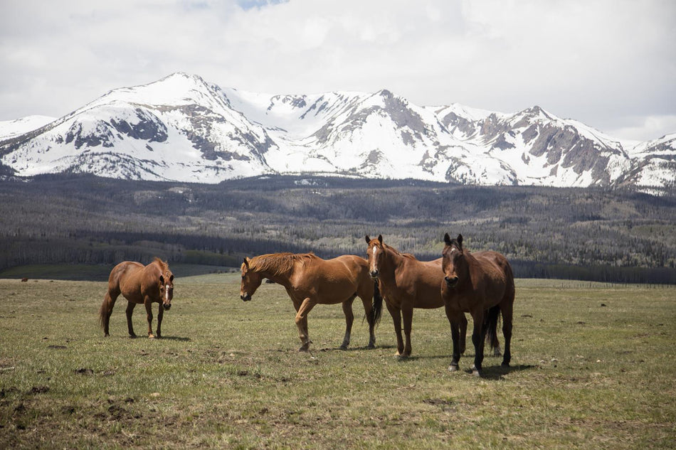 Horse Perspective By Piddix (Small) - Green