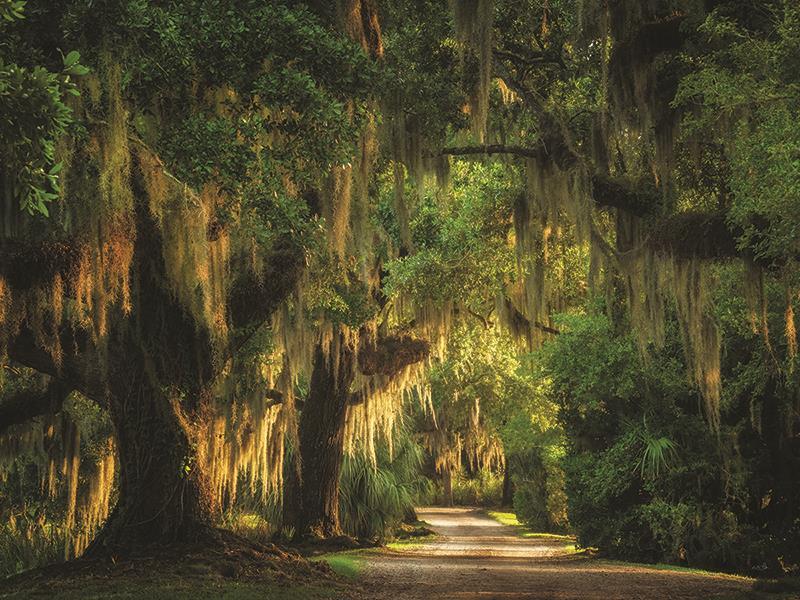 Moss Draped Path By Martin Podt Photography (Small) - Dark Green